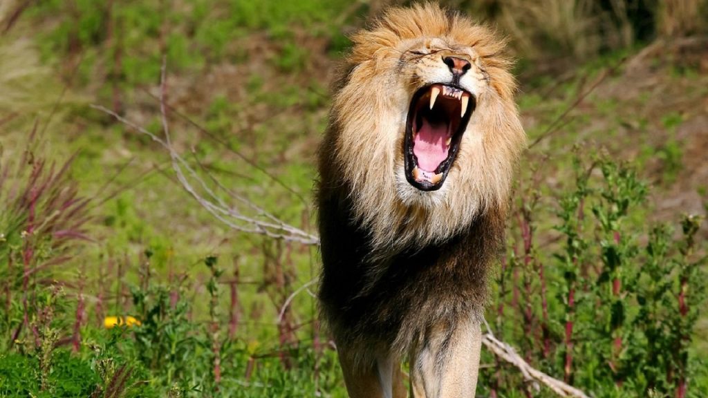 Òdùm (Lion)