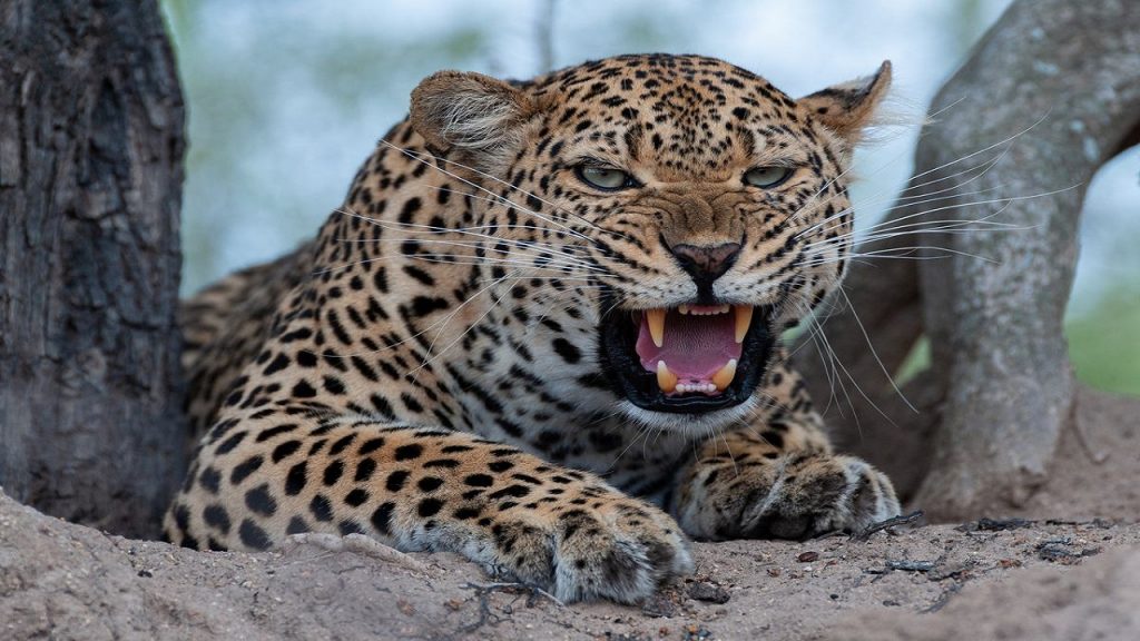 Ágū (Leopard)